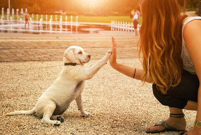 Dog Obedience Training – Few Killer Tips
