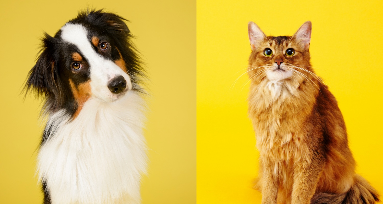 Take great care of your pet with our comprehensive collection of pet supplies. Whether you're a cat owner or a dog lover, we've got you covered with everything you need for your furry companion