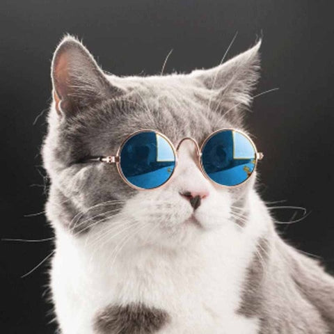 Keep your cat looking cool and shielded with the stylish Cat Round Sunglasses. These sunglasses are so hot that they will make your furry companion look cool! So super fashionable you might just want to keep them for yourself. They are the essential accessory for every fashionable cat! 